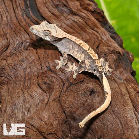 Baby Creamy Extreme Harlequin Crested Gecko (Correlophus ciliatus) For Sale - Underground Reptiles