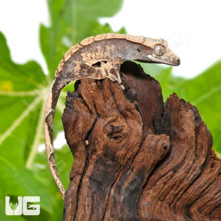Baby Creamy Extreme Harlequin Crested Gecko (Correlophus ciliatus) For Sale - Underground Reptiles