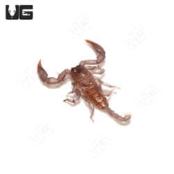 Baby Dwarf Wood Scorpion (Liocheles australasiae) For Sale - Underground Reptiles