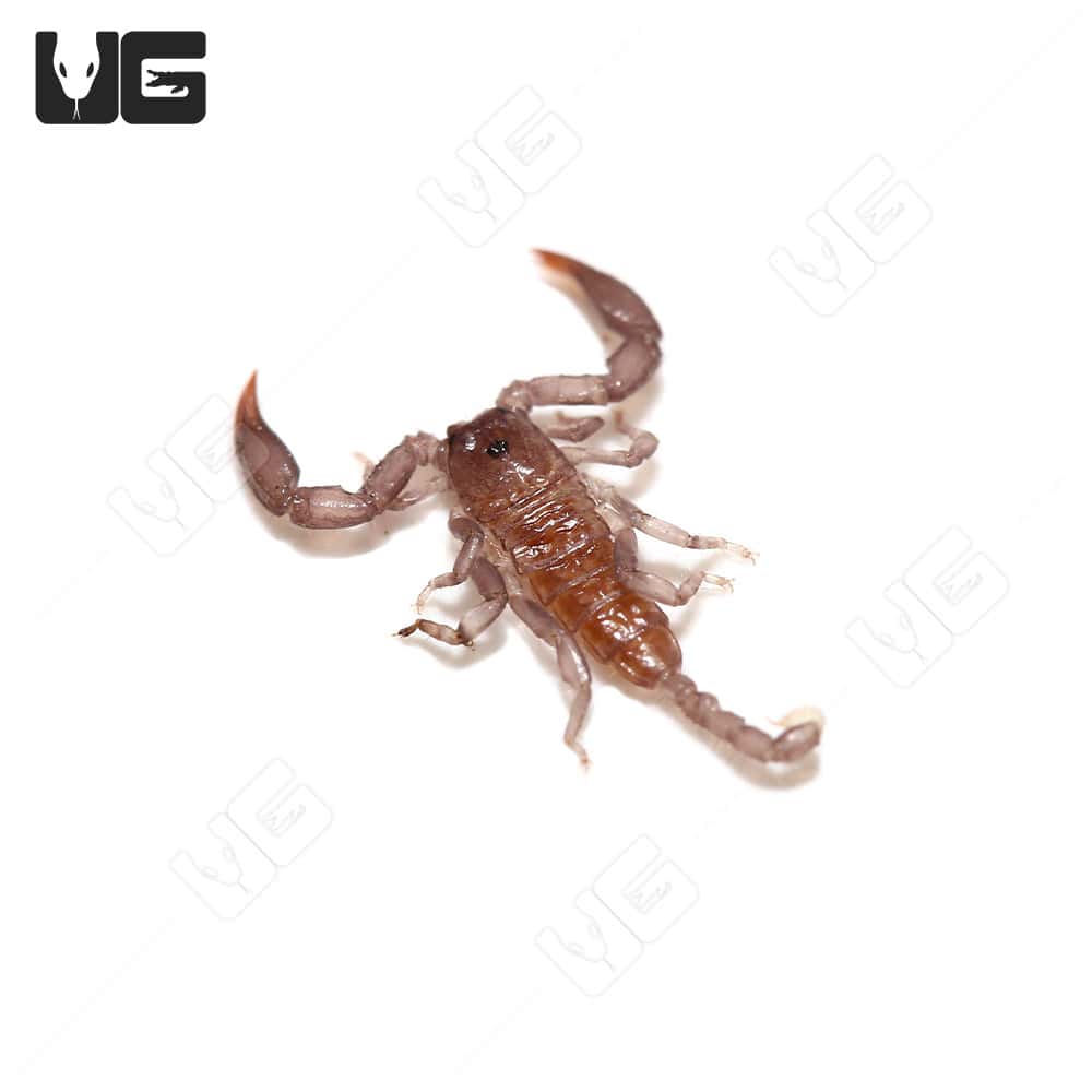 Baby Dwarf Wood Scorpion (Liocheles australasiae) For Sale - Underground Reptiles