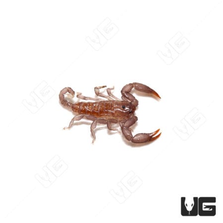Baby Dwarf Wood Scorpion (Liocheles australasiae) For Sale - Underground Reptiles