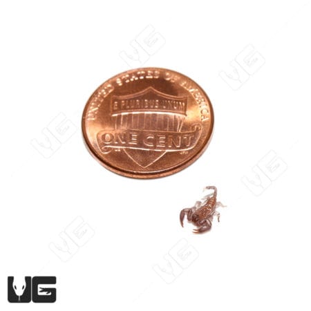 Close-up of a baby dwarf wood scorpion next to a penny for scale.