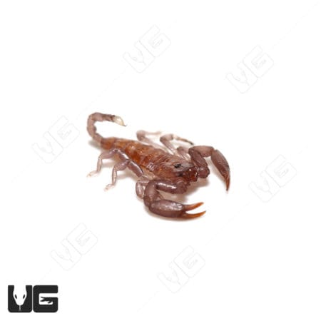 Baby Dwarf Wood Scorpion (Liocheles australasiae) For Sale - Underground Reptiles