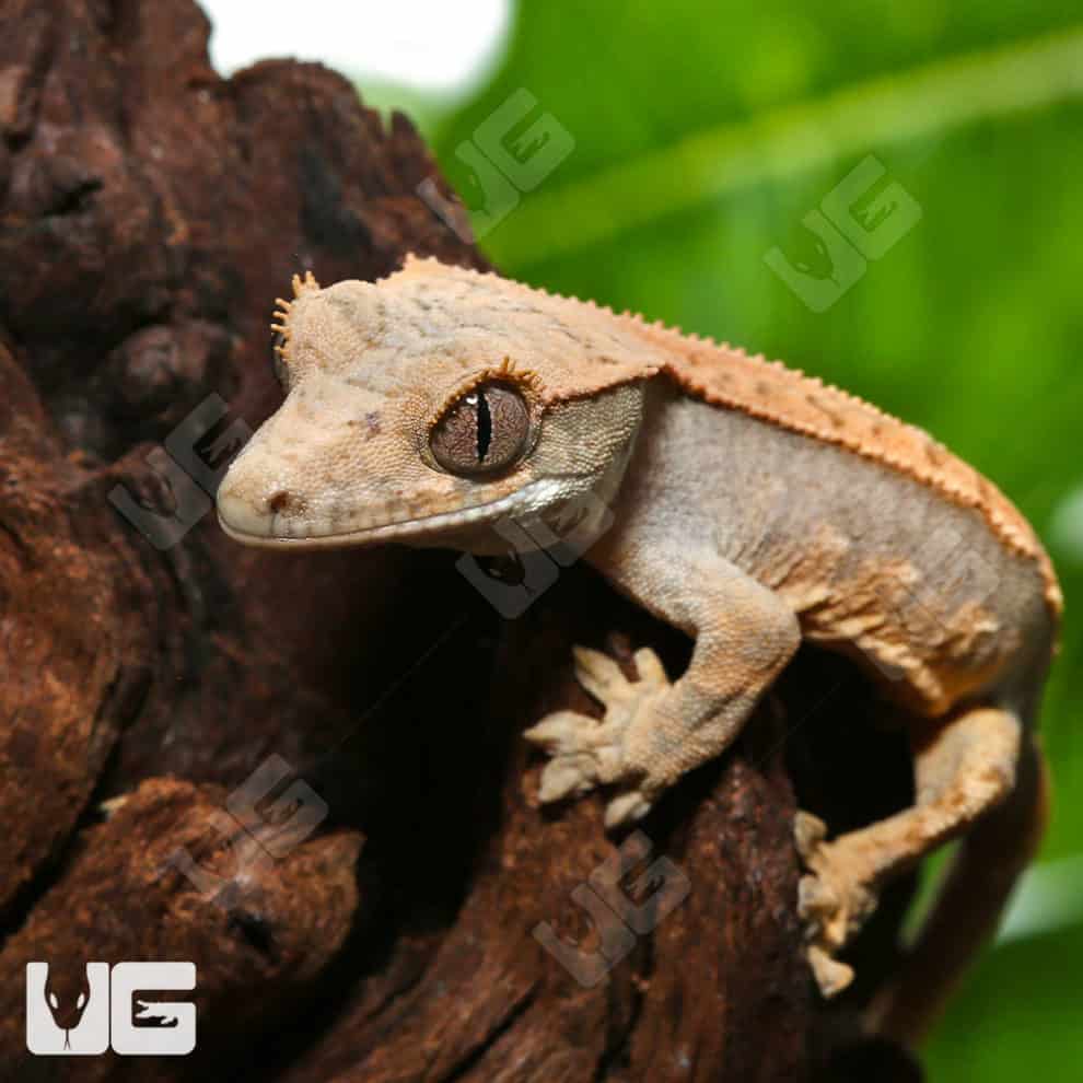 Baby Premium Crested Geckos For Sale Underground Reptiles