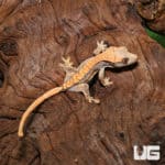 Baby Orange Creamsicle Crested Gecko (Correlophus ciliatus) For Sale - Underground Reptiles