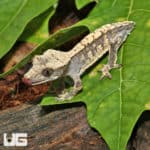 Baby Extreme Harlequin Tailless Crested Gecko (Correlophus ciliatus) For Sale - Underground Reptiles