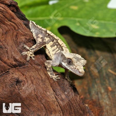 Baby Harlequin Tailless Crested Gecko on wood branch.