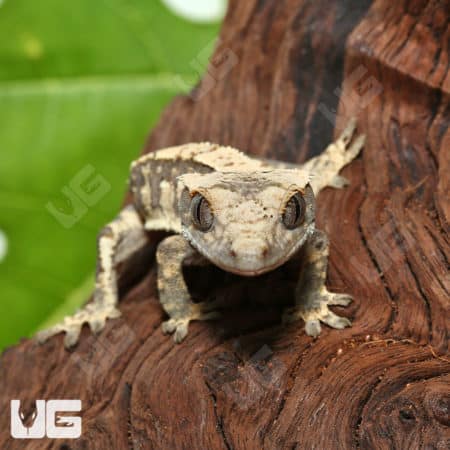 Baby Extreme Harlequin Tailless Crested Gecko (Correlophus ciliatus) For Sale - Underground Reptiles
