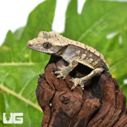 Baby Extreme Harlequin Tailless Crested Gecko (Correlophus ciliatus) For Sale - Underground Reptiles