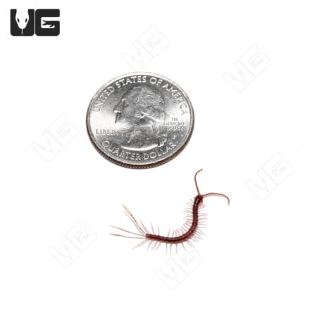 Cameroon Feathertail Centipedes (Alipes Multicostis) For Sale - Underground Reptiles