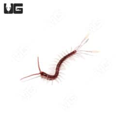 Cameroon Feathertail Centipedes (Alipes Multicostis) For Sale - Underground Reptiles