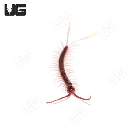 Cameroon Feathertail Centipedes (Alipes Multicostis) For Sale - Underground Reptiles