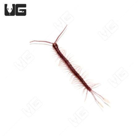Cameroon Feathertail Centipedes (Alipes Multicostis) For Sale - Underground Reptiles