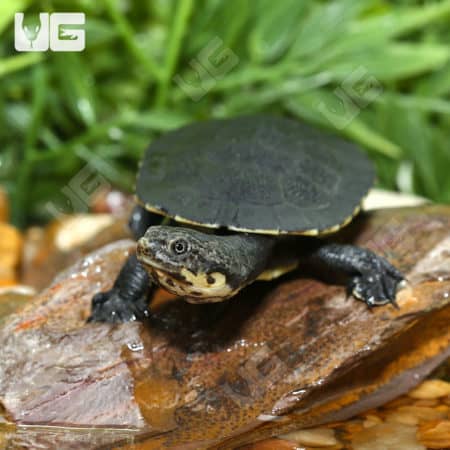 Baby Gibba Gibba Turtles (Phrynops gibbus) for sale