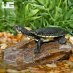 Baby Gibba Gibba Turtles (Phrynops gibbus) for sale