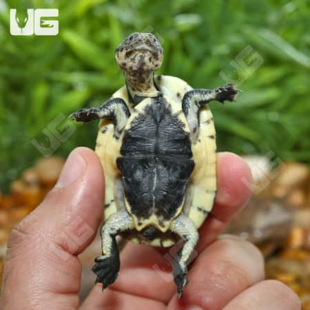Baby Gibba Gibba Turtles (Phrynops gibbus) for sale