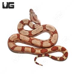 Baby Colombian Redtail Boas (Boa constrictor imperator) For Sale - Underground Reptiles