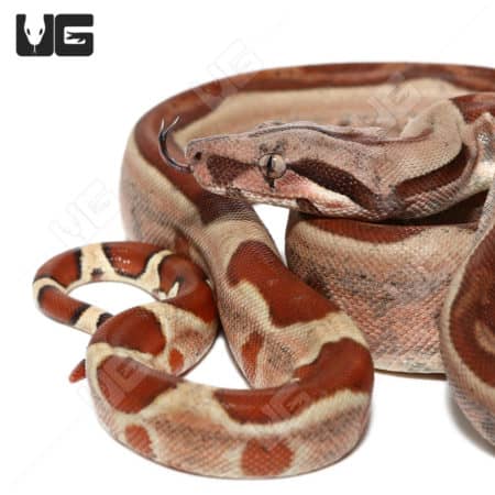 Baby Colombian Redtail Boas (Boa constrictor imperator) For Sale - Underground Reptiles