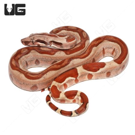 Hypo Jungle Harlequin Colombian Boa with Kahl Albino traits, young and vibrant. Perfect for reptile.