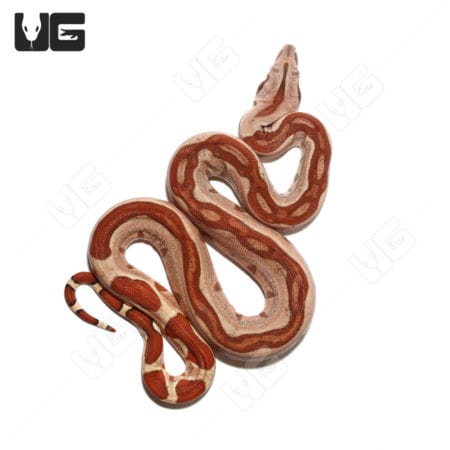 Baby Colombian Redtail Boas (Boa constrictor imperator) For Sale - Underground Reptiles
