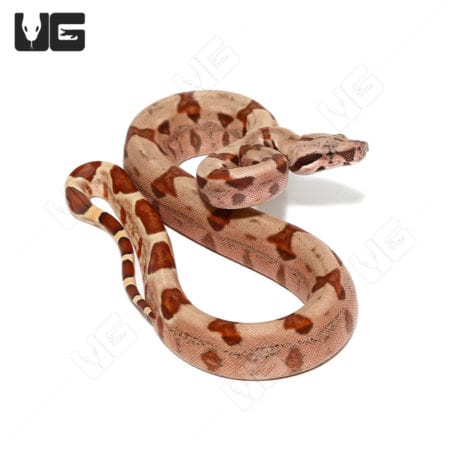 Baby Colombian Redtail Boas (Boa constrictor imperator) For Sale - Underground Reptiles