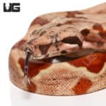 Baby Colombian Redtail Boas (Boa constrictor imperator) For Sale - Underground Reptiles