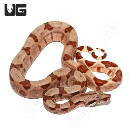 Baby Colombian Redtail Boas (Boa constrictor imperator) For Sale - Underground Reptiles