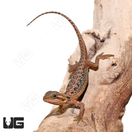 Inferno Translucent Leatherback Dunner Bearded Dragons (Pogona vitticeps) For Sale - Underground Reptiles