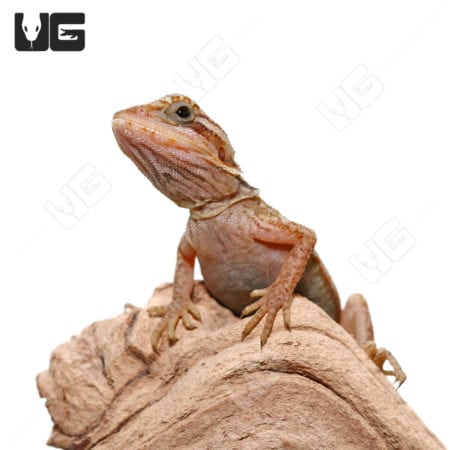 Inferno Translucent Leatherback Dunner Bearded Dragons (Pogona vitticeps) For Sale - Underground Reptiles