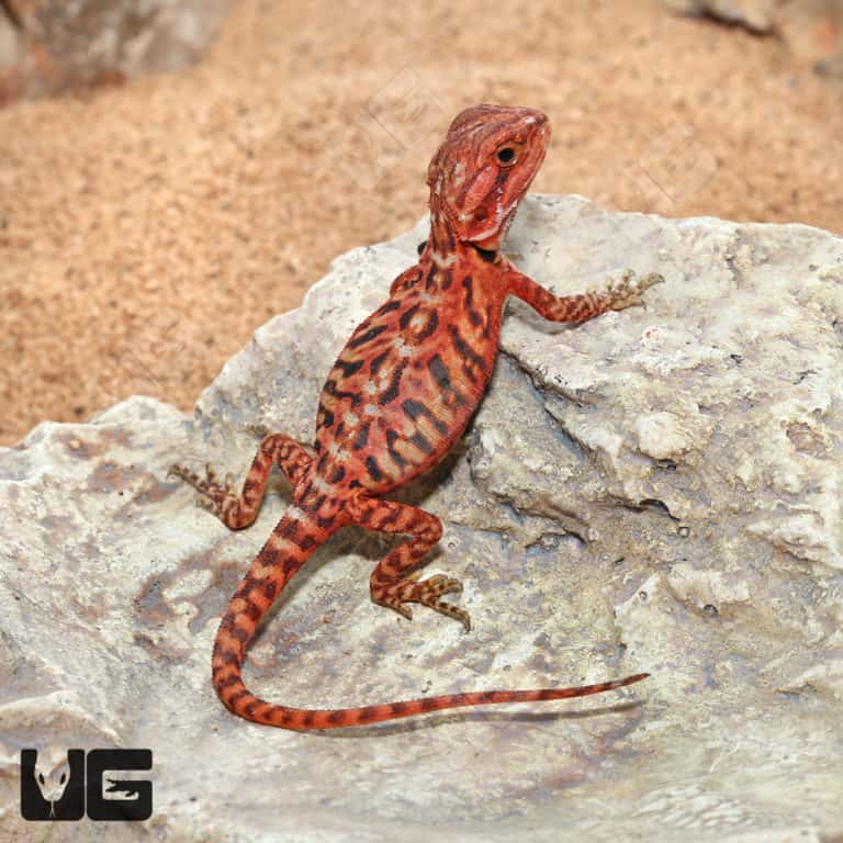 Baby Inferno Translucent Leatherback Bearded Dragon For Sale ...