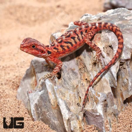 Baby Inferno Translucent Leatherback Bearded Dragon on rock.