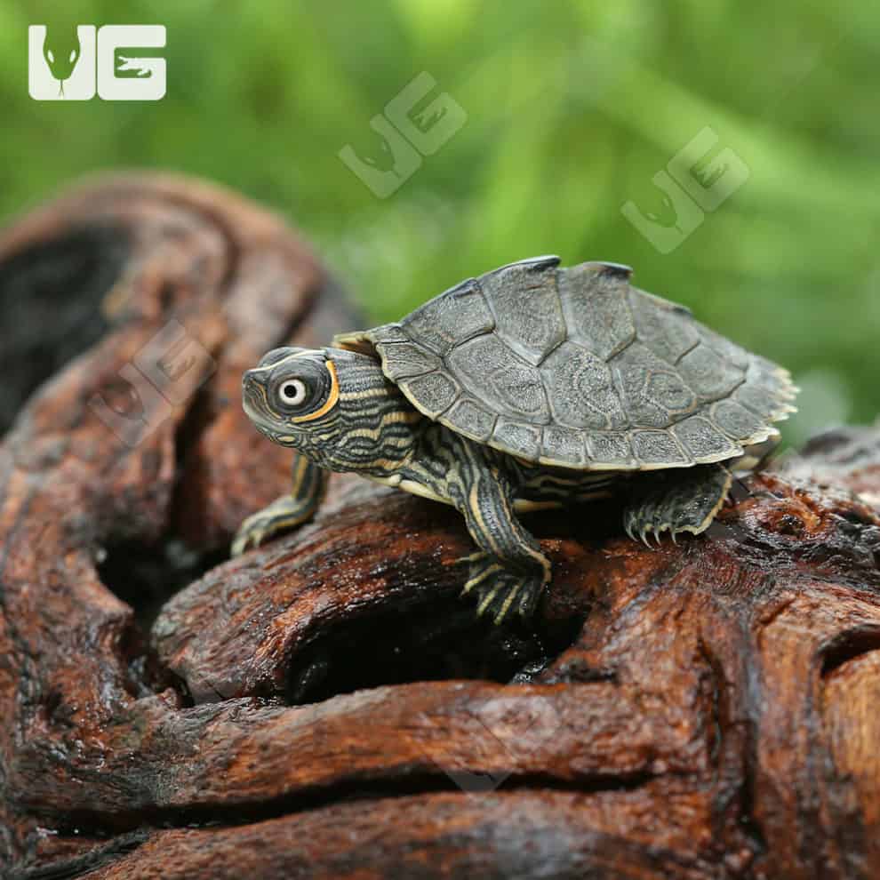 Turtles For Sale - Underground Reptiles