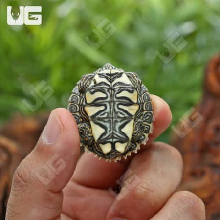Baby Mississippi Map Turtle in hand, showcasing its intricate shell pattern.