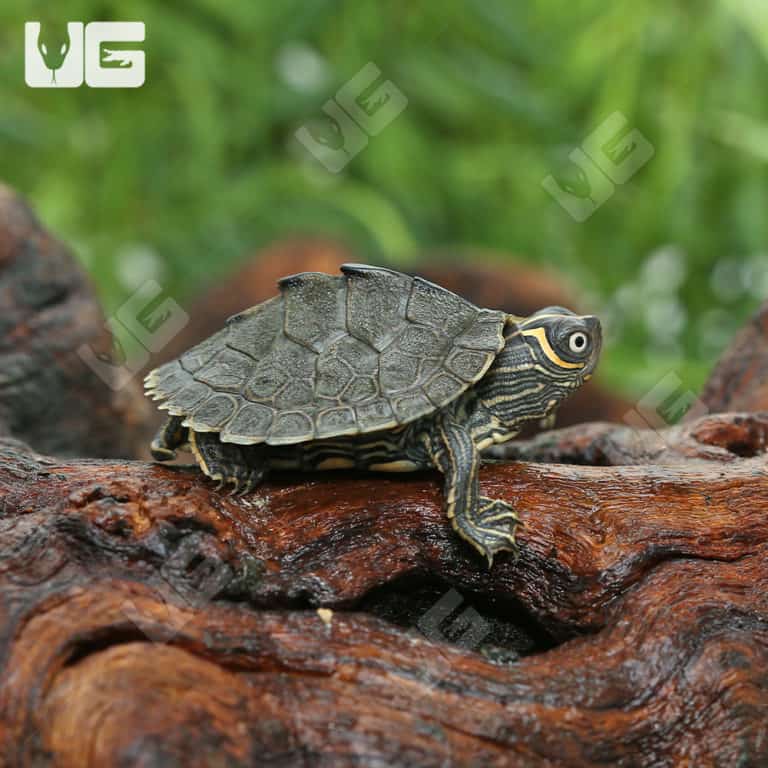 Baby Mississippi Map Turtles For Sale - Underground Reptiles