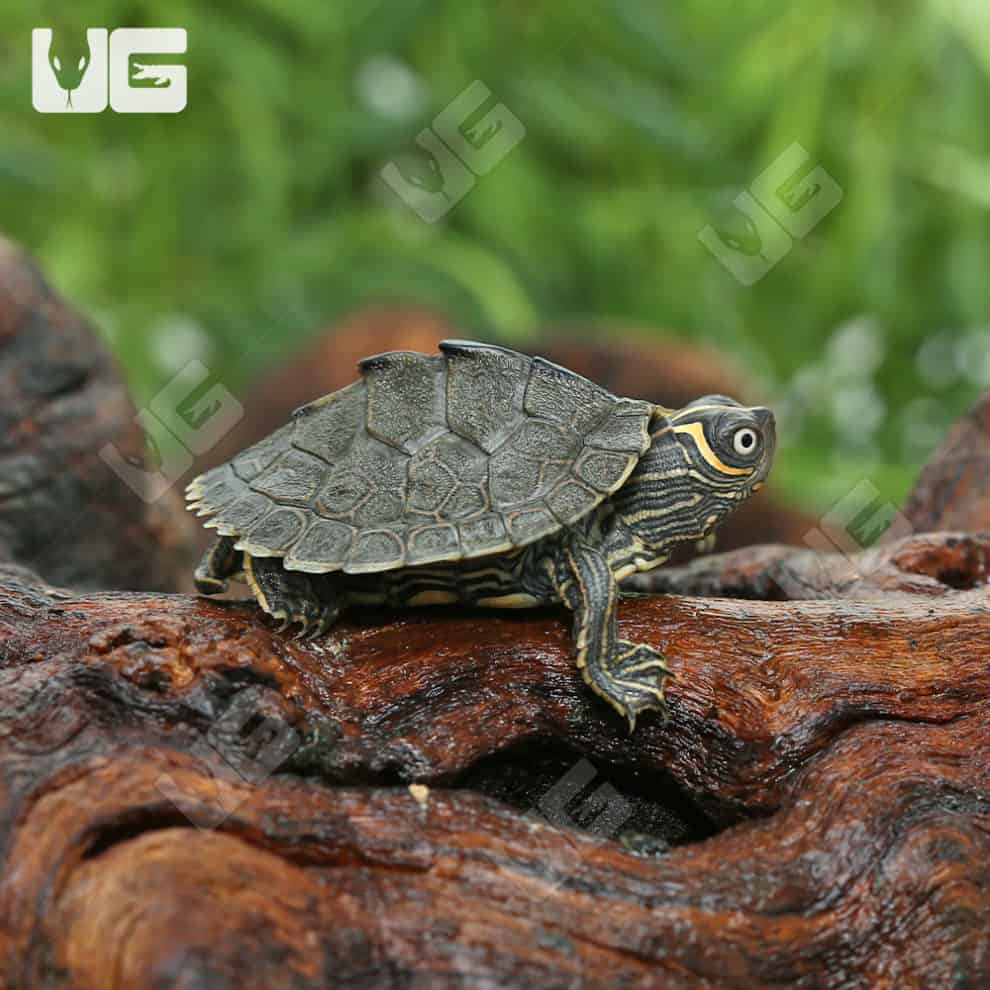 Baby Mississippi Map Turtles For Sale - Underground Reptiles