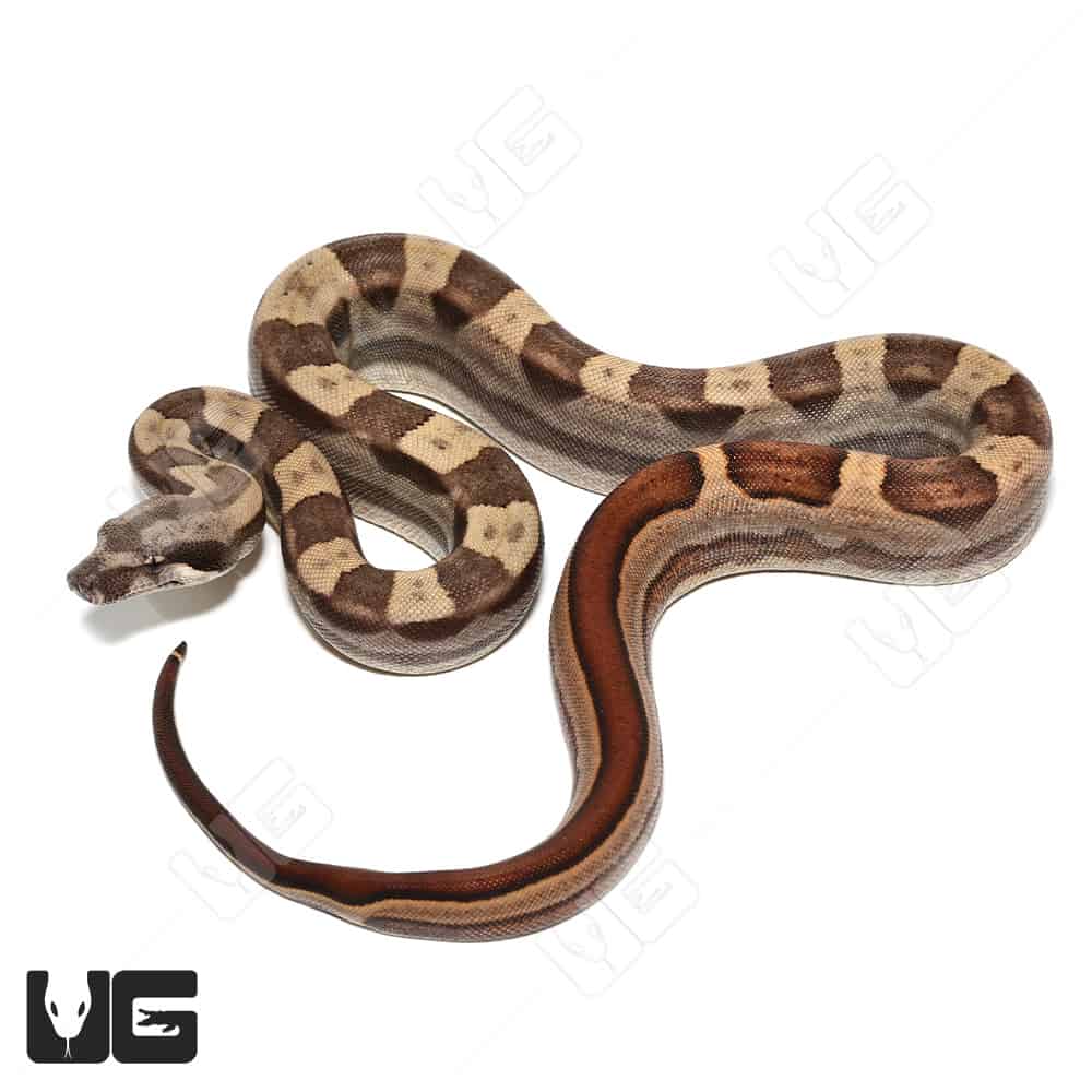 Baby Colombian Redtail Boas (Boa constrictor imperator) For Sale - Underground Reptiles
