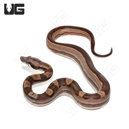 Baby Motley Jungle Poss Het Kahl Albino Colombian Boa snake.