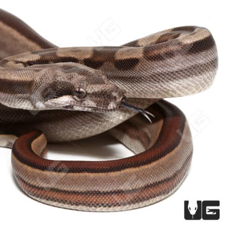 Baby Colombian Redtail Boas (Boa constrictor imperator) For Sale - Underground Reptiles