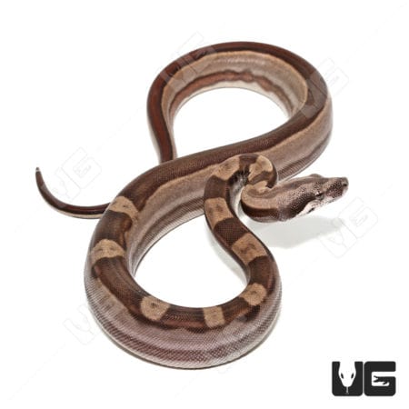 Baby Colombian Redtail Boas (Boa constrictor imperator) For Sale - Underground Reptiles
