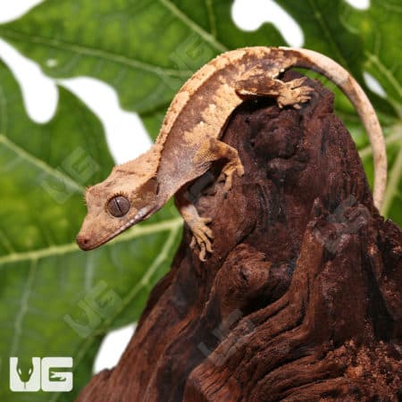 Baby Orange Extreme Harlequin Crested Gecko (Correlophus ciliatus) For Sale - Underground Reptiles