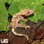 Baby Orange Extreme Harlequin Crested Gecko (Correlophus ciliatus) For Sale - Underground Reptiles