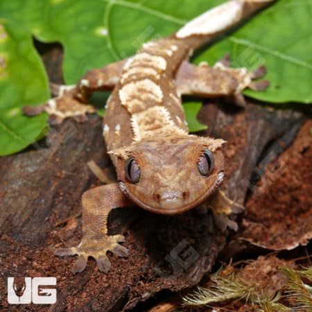 Close-up of Baby Orange Creamsicle Crested Gecko on leaf and wood.