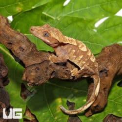 Baby Orange Extreme Harlequin Crested Gecko (Correlophus ciliatus) For Sale - Underground Reptiles