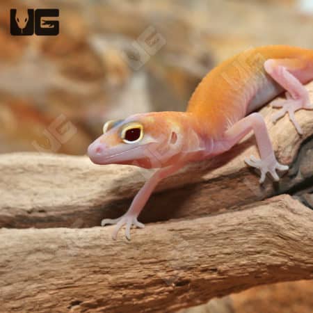 Baby Radar Leopard Geckos (Eublepharis macularius) For Sale - Underground Reptiles