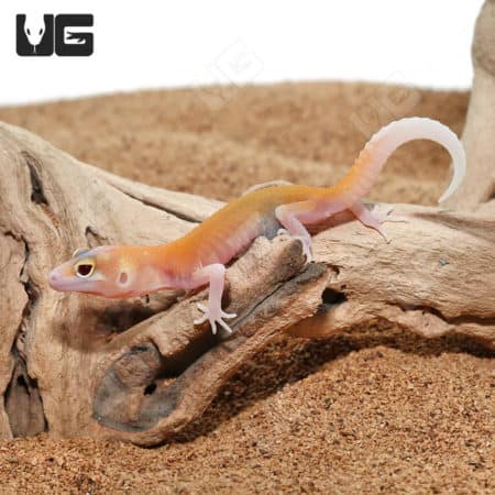 Baby Radar Leopard Geckos (Eublepharis macularius) For Sale - Underground Reptiles