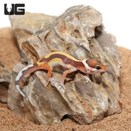Baby Rainwater Bold Leopard Geckos (Eublepharis macularius) For Sale - Underground Reptiles