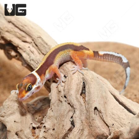 Leopard gecko on driftwood, showcasing vibrant colors and patterns.