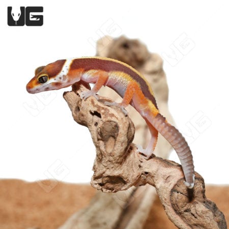 Baby Rainwater Bold Leopard Geckos (Eublepharis macularius) For Sale - Underground Reptiles