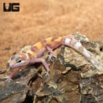 Baby Rainwater Clown Leopard Geckos (Eublepharis macularius) For Sale - Underground Reptiles