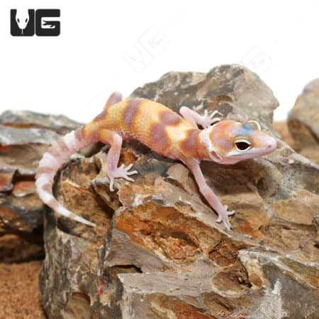 Baby Rainwater Clown Leopard Geckos (Eublepharis macularius) For Sale - Underground Reptiles